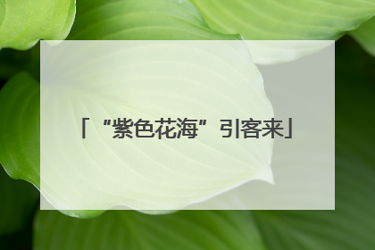 “紫色花海”引客来