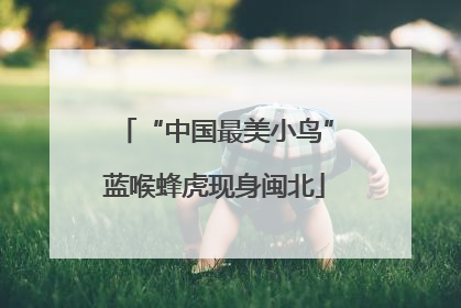 “中国最美小鸟”蓝喉蜂虎现身闽北