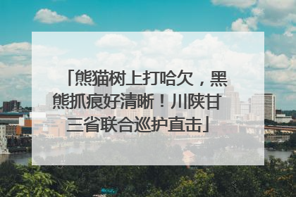 熊猫树上打哈欠，黑熊抓痕好清晰！川陕甘三省联合巡护直击