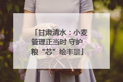 甘肃清水：小麦管理正当时 守护粮“芯”绘丰景