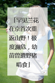 罕见兰花在京首次重返山野！极度濒危，幼苗曾遭野猪啃食