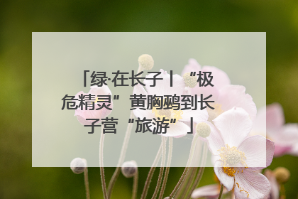 绿·在长子丨“极危精灵”黄胸鹀到长子营“旅游”