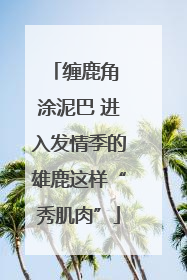 缠鹿角 涂泥巴 进入发情季的雄鹿这样“秀肌肉”
