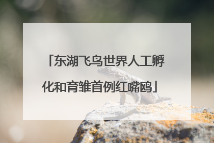 东湖飞鸟世界人工孵化和育雏首例红嘴鸥