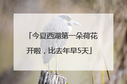 今夏西湖第一朵荷花开啦，比去年早5天