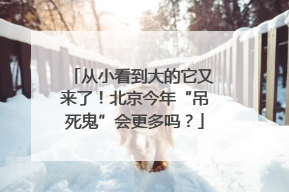 从小看到大的它又来了！北京今年“吊死鬼”会更多吗？