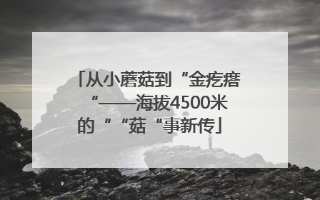 从小蘑菇到“金疙瘩“——海拔4500米的““菇“事新传