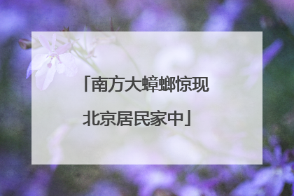 南方大蟑螂惊现北京居民家中