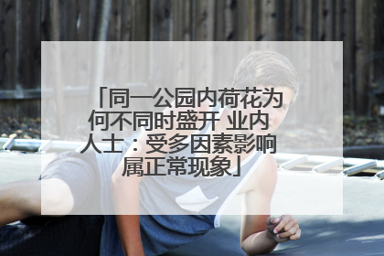 同一公园内荷花为何不同时盛开 业内人士：受多因素影响 属正常现象