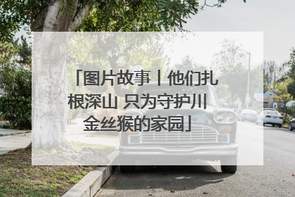 图片故事丨他们扎根深山 只为守护川金丝猴的家园