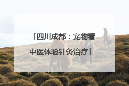 四川成都：宠物看中医体验针灸治疗