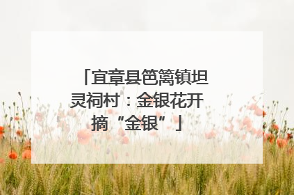 宜章县笆篱镇坦灵祠村：金银花开摘“金银”