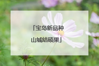 宝岛新品种 山城结硕果