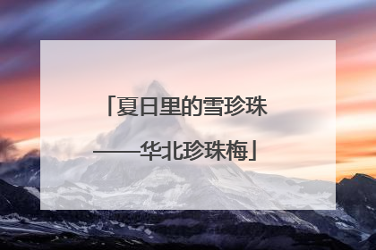 夏日里的雪珍珠——华北珍珠梅
