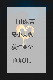 山东青岛小麦收获作业全面展开