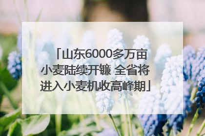 山东6000多万亩小麦陆续开镰 全省将进入小麦机收高峰期