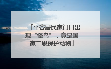 平谷居民家门口出现“怪鸟”，竟是国家二级保护动物