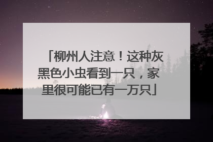 柳州人注意！这种灰黑色小虫看到一只，家里很可能已有一万只