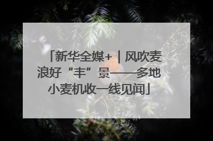 新华全媒+｜风吹麦浪好“丰”景——多地小麦机收一线见闻