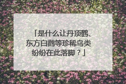 是什么让丹顶鹤、东方白鹳等珍稀鸟类纷纷在此落脚？