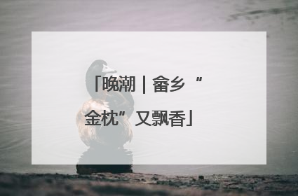 晚潮｜畲乡“金枕”又飘香