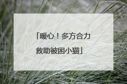 暖心！多方合力救助被困小猫