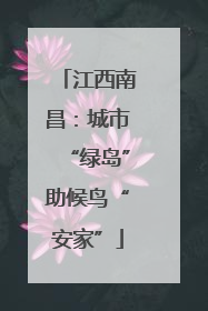江西南昌：城市“绿岛”助候鸟“安家”