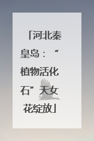 河北秦皇岛：“植物活化石”天女花绽放