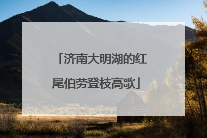 济南大明湖的红尾伯劳登枝高歌