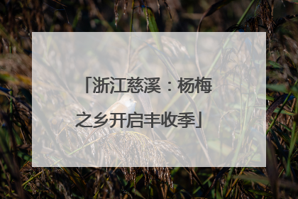 浙江慈溪：杨梅之乡开启丰收季