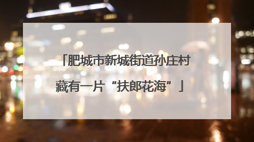 肥城市新城街道孙庄村藏有一片“扶郎花海”