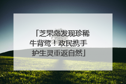 芝罘岛发现珍稀牛背鹭！政民携手护生灵重返自然