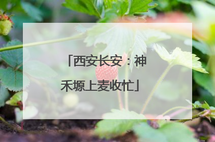 西安长安：神禾塬上麦收忙