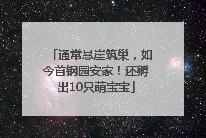 通常悬崖筑巢，如今首钢园安家！还孵出10只萌宝宝