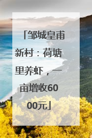邹城皇甫新村：荷塘里养虾，一亩增收6000元