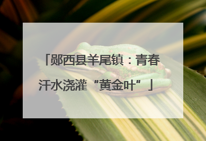 郧西县羊尾镇：青春汗水浇灌“黄金叶”