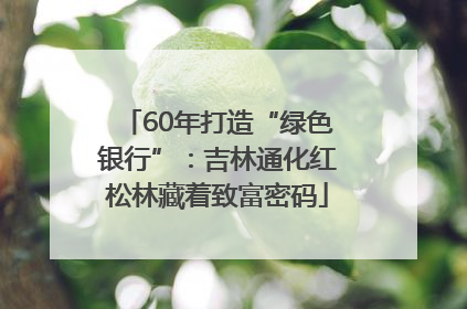 60年打造“绿色银行”：吉林通化红松林藏着致富密码